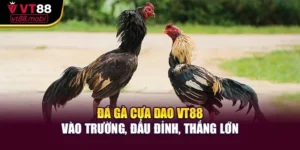 Đá Gà Cựa Dao VT88 – Vào Trường, Đấu Đỉnh, Thắng Lớn