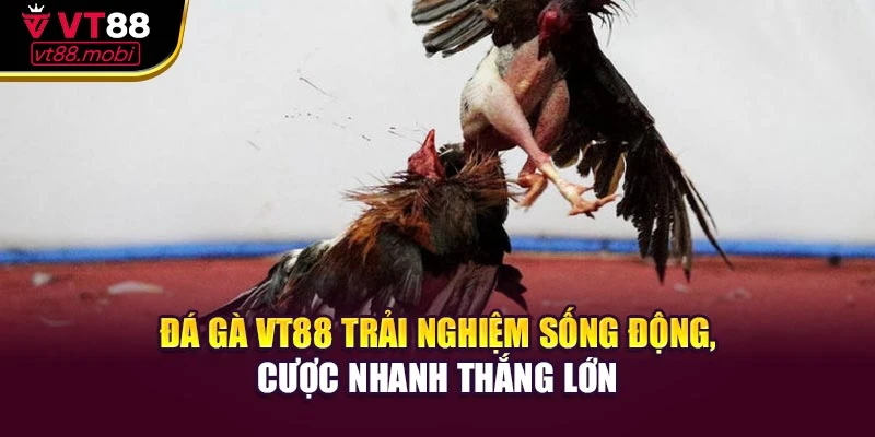 Đá Gà VT88 Trải Nghiệm Sống Động, Cược Nhanh Thắng Lớn