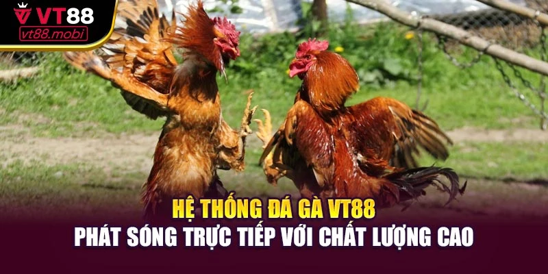 Hệ thống đá gà VT88 phát sóng trực tiếp với chất lượng cao