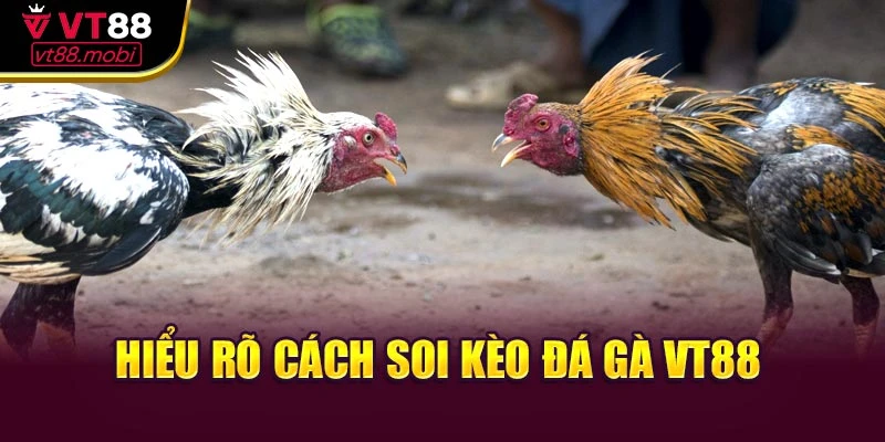 Hiểu rõ cách soi kèo đá gà VT88
