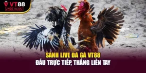 Sảnh Live Đá Gà Vt88 – Đấu Trực Tiếp, Thắng Liền Tay