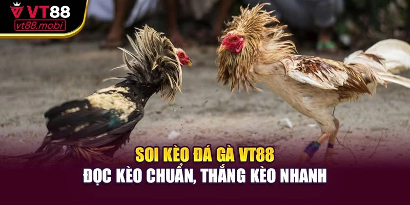 Soi Kèo Đá Gà Vt88 – Đọc Kèo Chuẩn, Thắng Kèo Nhanh